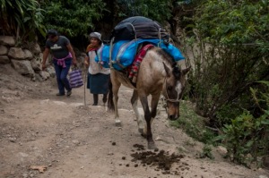 Inka Trail - am ersten Tag geht es gemächlich hoch und auch Pferde sind noch unterwegs