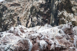 Islas Ballestas - Pinguine